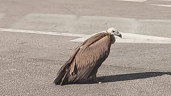 Vulture injured after hitting the roof at petrol station in inland Malaga town