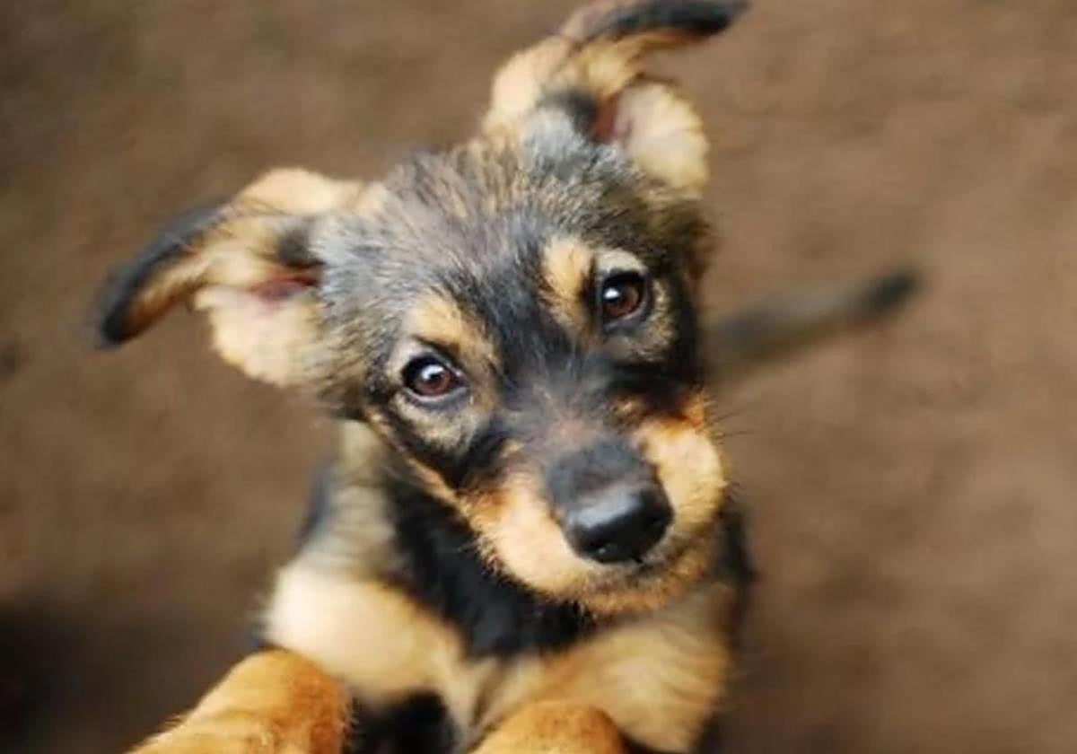 Archive photo of a puppy.