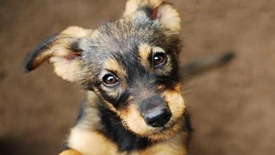 Man sentenced in landmark case after throwing his partner's dog off cliff in Spain's Canary Islands 'to make her suffer'