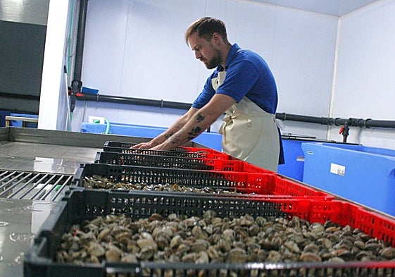 Work in progress at Escobedo Marisco Vivos, the only seafood treatment plant between Torremolinos and Marbella.