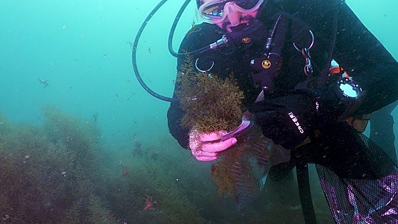 Malaga researchers discover Mediterranean algae capable of stopping spread of invasive Asian species