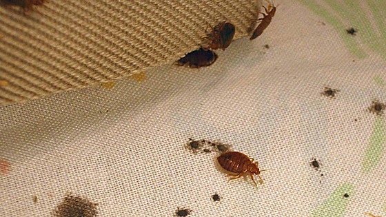 Property owners ordered to pay 16,000 euros to downstairs neighbours following bedbug infestation