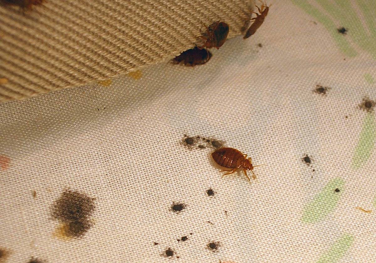 Property owners ordered to pay 16,000 euros to downstairs neighbours following bedbug infestation