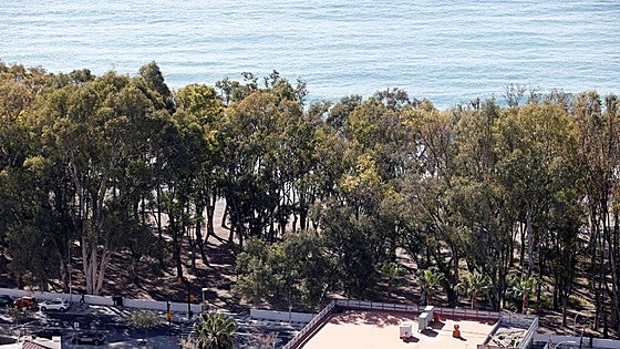 City council removes parrots' nests and prunes trees in Baños del Carmen eucalyptus grove