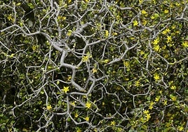 Corokia cotoneaster.
