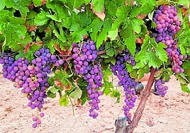 Vineyards in Malaga province were devastatedby Phylloxera in the late 19th and early 20th centuries.