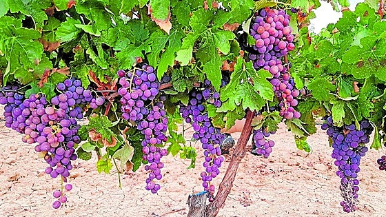 The rise and fall and rise again of Malaga’s grape, raisin and wine industry