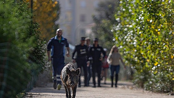 Archers cull 45 wild boar in one year as Malaga puts control measures out to tender again