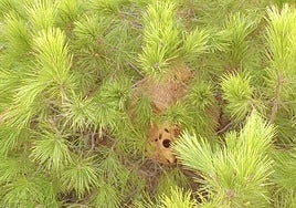 The hornets' nest in Alhaurín de la Torre.