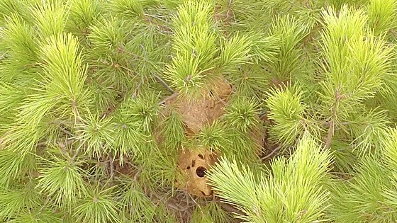 Volunteers locate first officially recorded Asian hornet nest after painstaking search in Malaga province