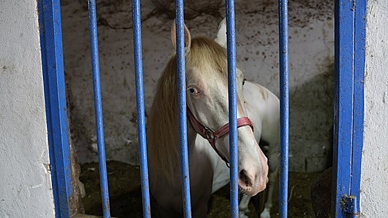 What will happen to the horses in Malaga now the tourist carriage licences have been withdrawn?