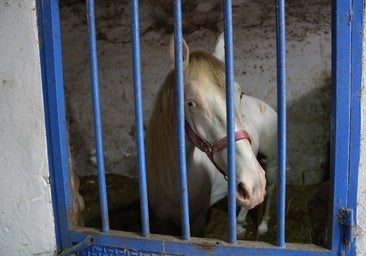 What will happen to the horses in Malaga now the tourist carriage licences have been withdrawn?