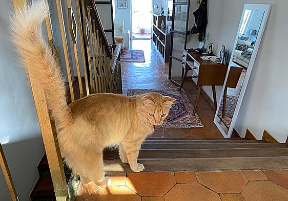 Couple sue 'five-star cat hotel' in Marbella after pet dies while they were on holiday: 'She was like our child'