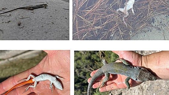 Green group flags issues after reptiles found dead in Costa del Sol irrigation channel