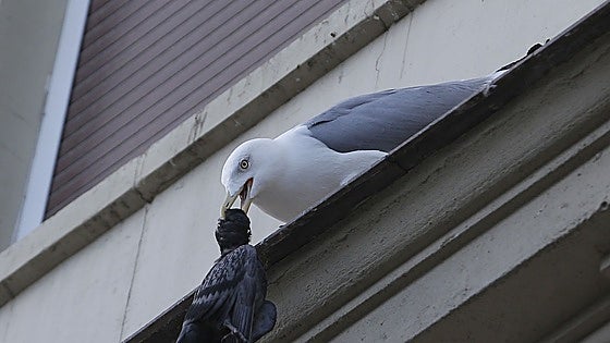 Malaga includes bird flu sampling in new contract to keep pigeons, parakeets and seagulls at bay