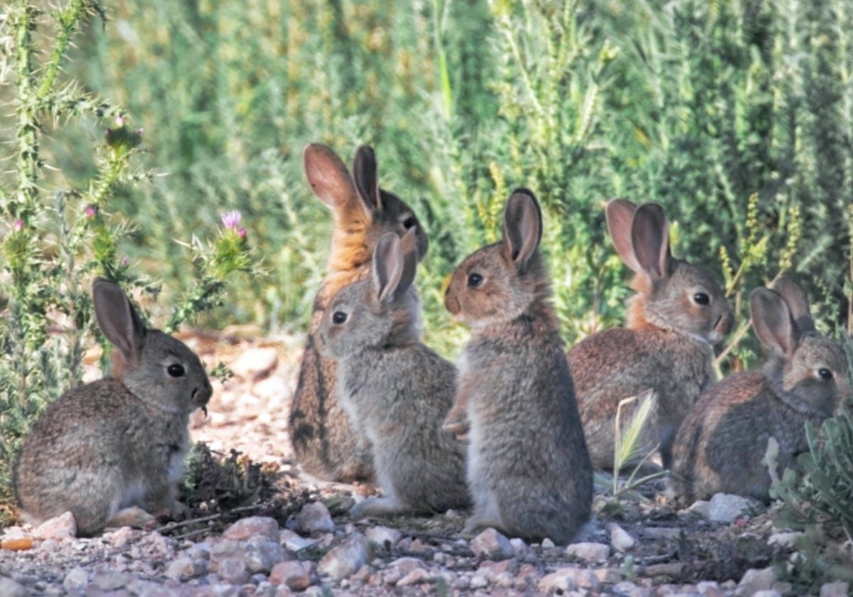 Spain, 'the land of rabbits'