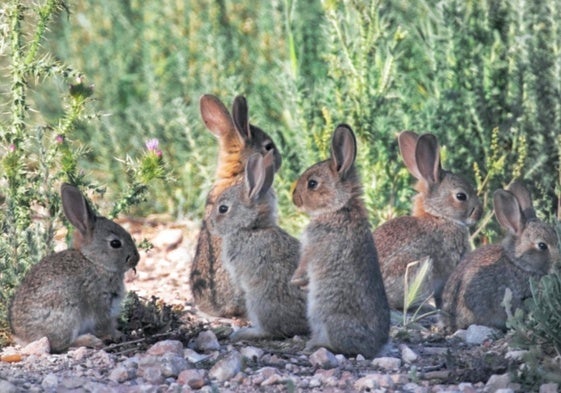 Iberian rabbits.