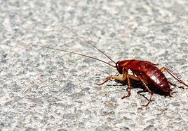 A cockroach.