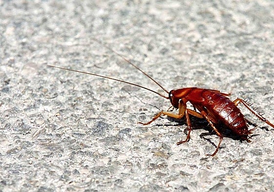 A cockroach.