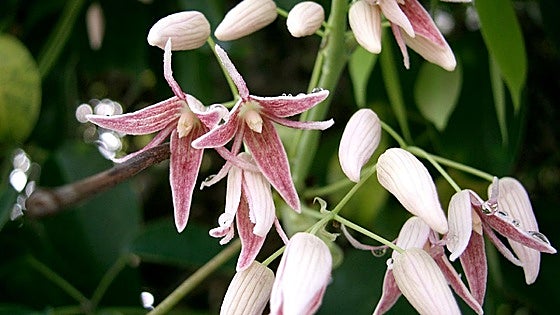 Gardening in southern Spain: Stauntonia hexaphylla