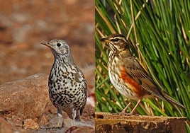 A mutation of thrushes