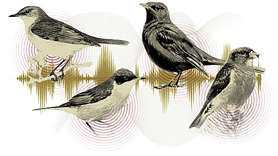An audio guide to birdsong in Malaga province