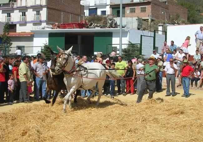 Mule fair in Arenas.