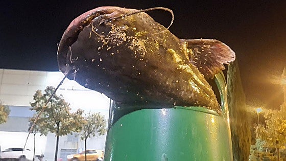 Huge catfish turns up dead in rubbish bin in Spain