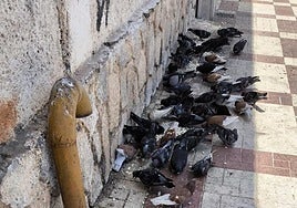A group of pigeons in the street.