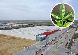 An employee in Burgos was dismissed for taking a marijuana cake into work to celebrate his birthday and two colleagues ended up intoxicated.