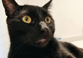 Why has a city in Spain temporarily banned the adoption of black cats?