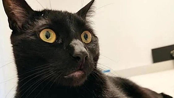 Why has a city in Spain temporarily banned the adoption of black cats?