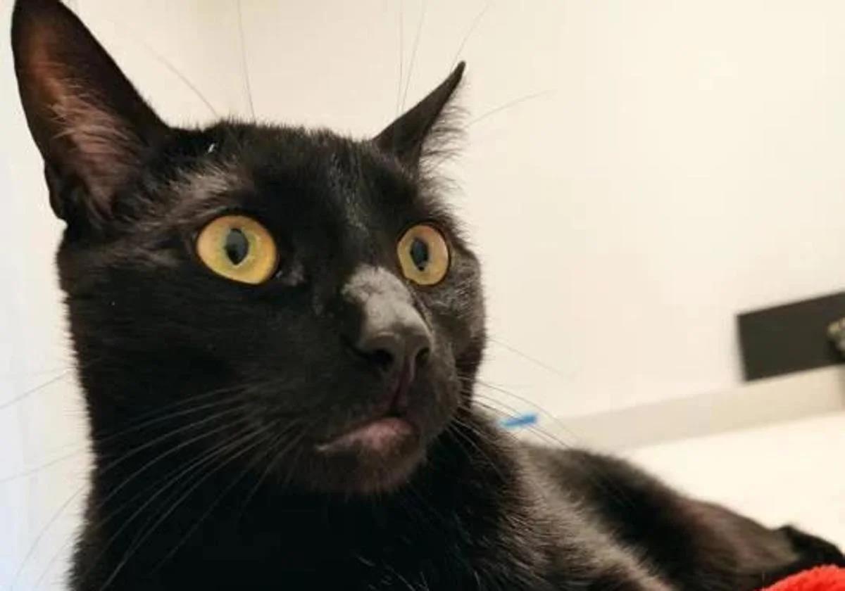 Why has a city in Spain temporarily banned the adoption of black cats?