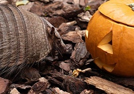 The mysteries of nature comes to life: Bioparc Fuengirola celebrates a wild and magical Halloween