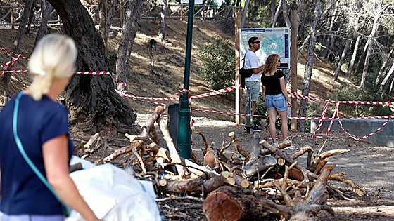 Longer and hotter summers speed up widespread death of pine trees in Malaga