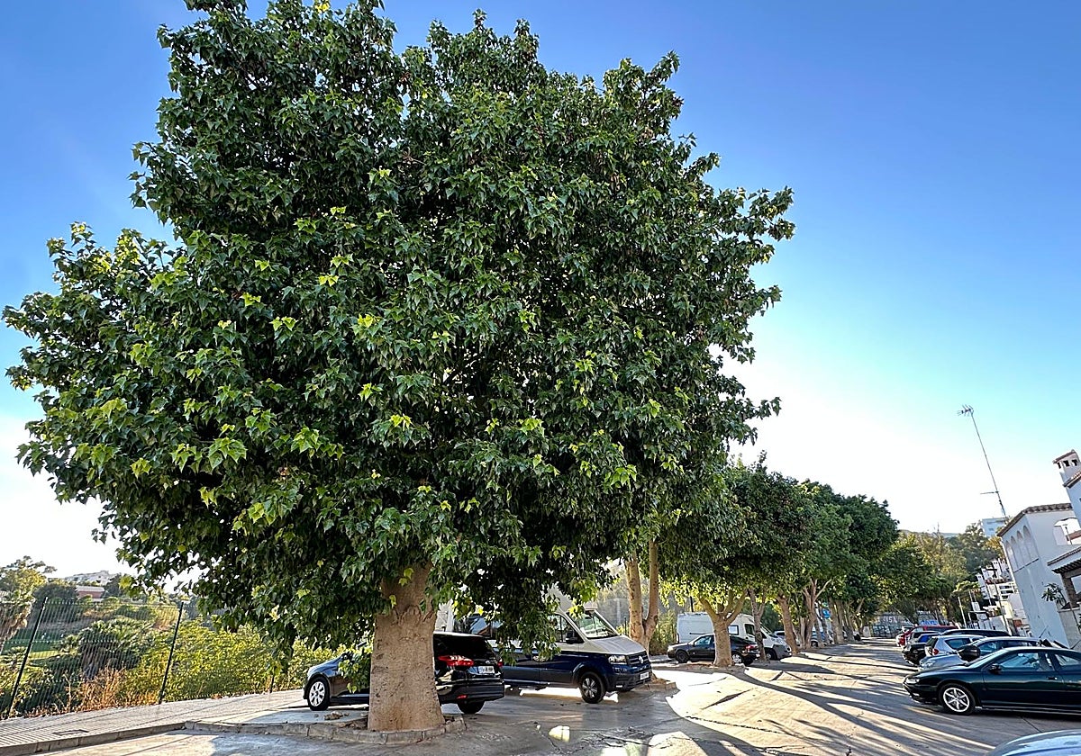 Trees in Torremolinos to be transplanted despite residents' protests