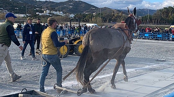 Stone dragging contest using mules on Costa del Sol slammed by animal welfare group
