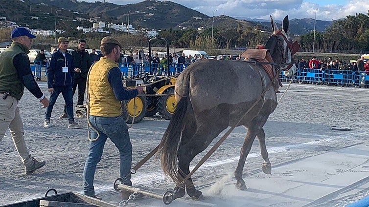 Stone dragging contest using mules on Costa del Sol slammed by animal welfare group
