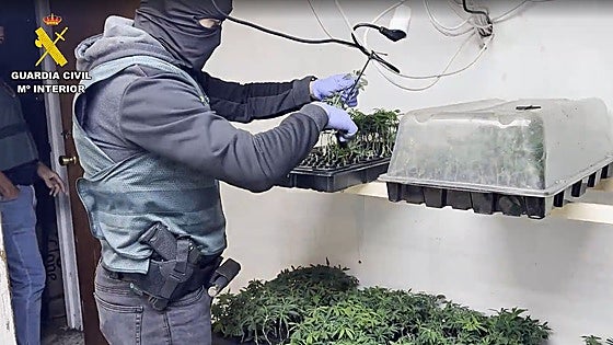 One arrested and searches in Malaga as part of major marijuana trafficking operation