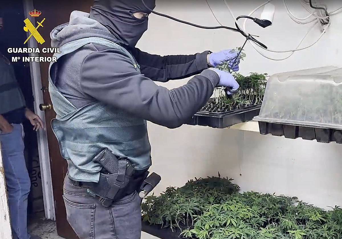 One arrested and searches in Malaga as part of major marijuana trafficking operation