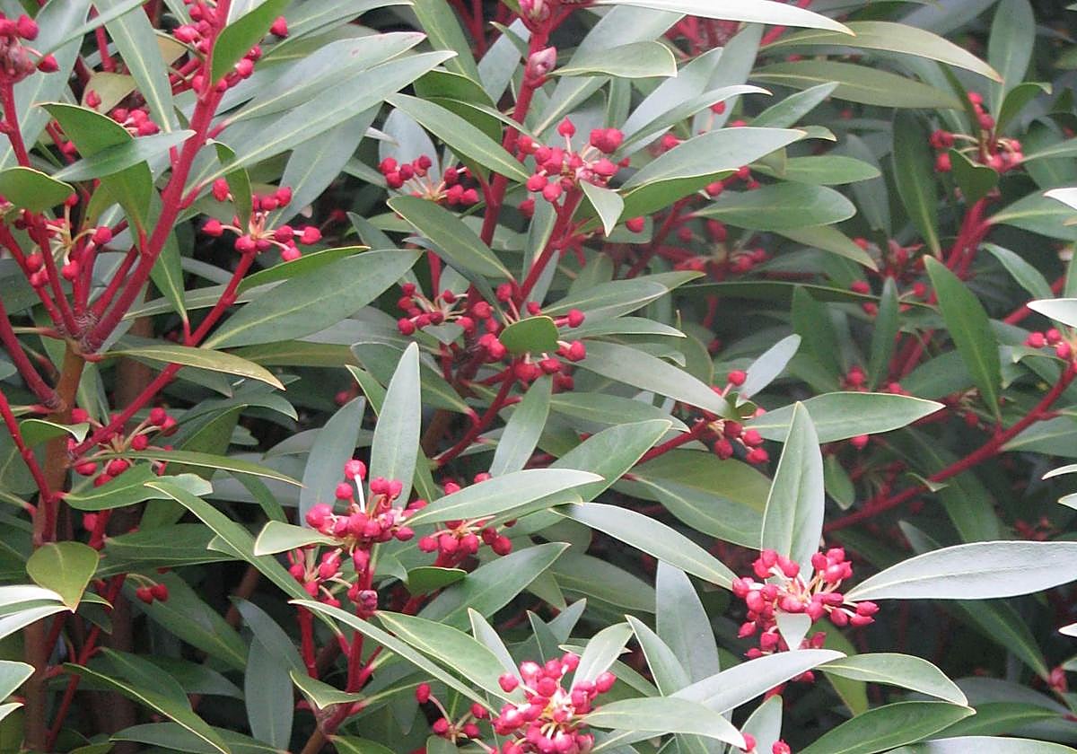Tasmannia lanceolata.