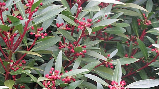 Gardening in southern Spain: Tasmannia lanceolata