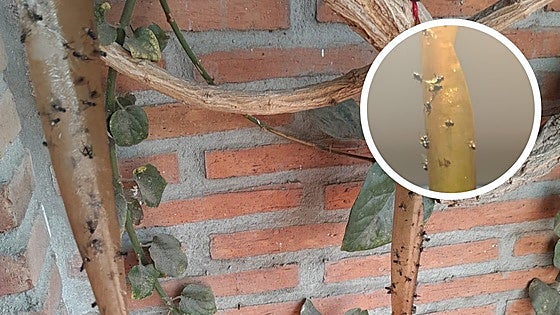 Plague of flies disrupts daily life in Malaga's Guadalhorce valley