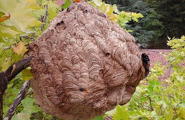 Three dead in two weeks in Galicia after Asian hornet attacks