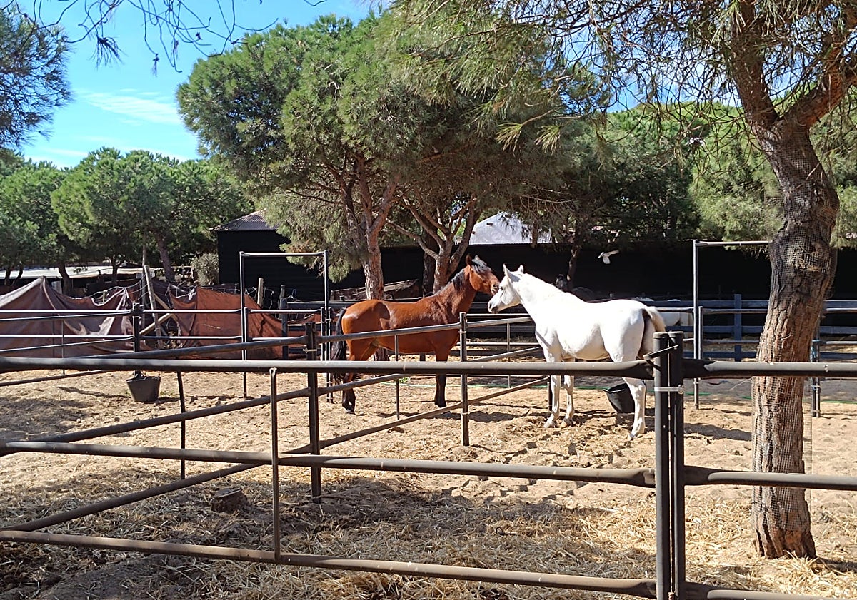 Imagen principal - Animals enjoy the town.