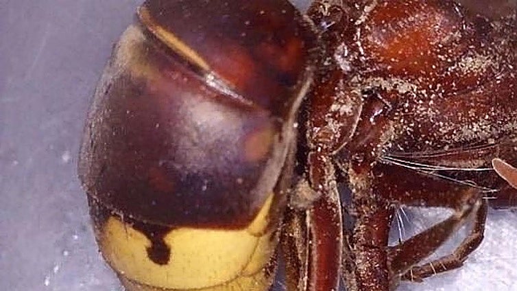 Dangerous Asian hornet detected on Spain's Costa Tropical for first time