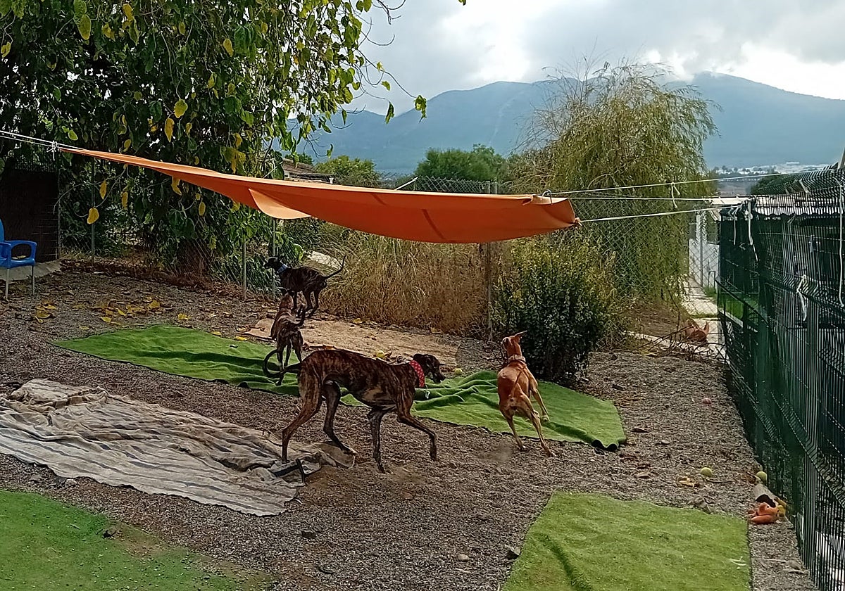 Spanish greyhounds in the new shelter in Alhaurín El Grande.