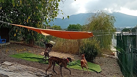 Rescue shelter for abandoned hunting dogs relocates in Guadalhorce valley while searching for a permanent home