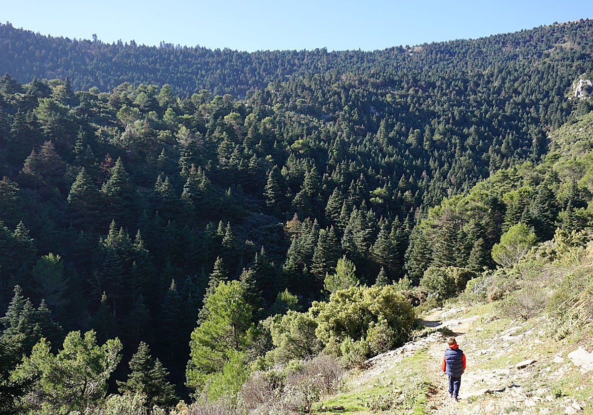 Spanish fir forest in the Sierra de las Nieves.