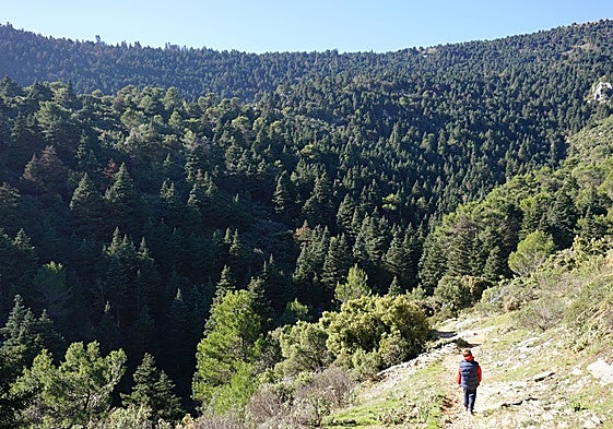 Spanish fir forest in the Sierra de las Nieves.